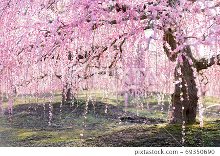 鈴鹿森林公園梅梅春天 鈴鹿森林公園梅梅春天 69350690