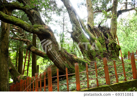 櫻見神社的八木杉 69351081