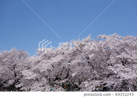 Sakura in Koganei Park (Tatenoenmae Square) 69352243