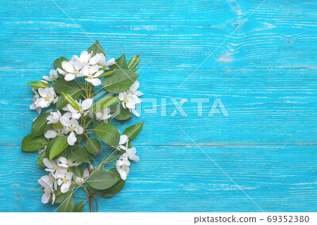 spring flowering branch on turquoise wooden background with copy space spring flowering branch on turquoise wooden background with copy space 69352380