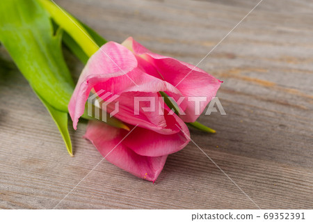 tender pink tulip on rustic wooden table, birthday wedding or valentine background tender pink tulip on rustic wooden table, birthday wedding or valentine background 69352391