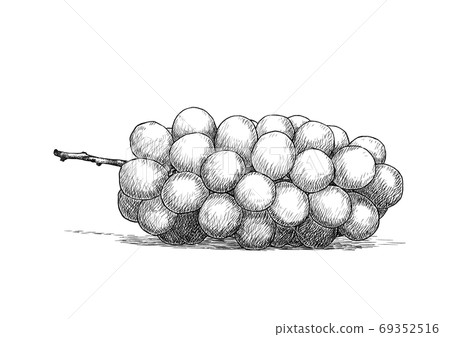 Shine Muscat pen drawing - Stock Illustration [69352516] - PIXTA