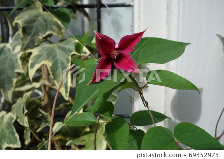 Clematis Princess Diana Clematis Princess Diana 69352973