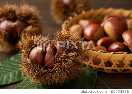 Chestnut Chestnut 69353526