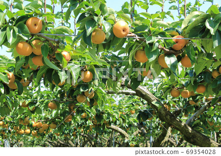 Pear before harvest 69354028