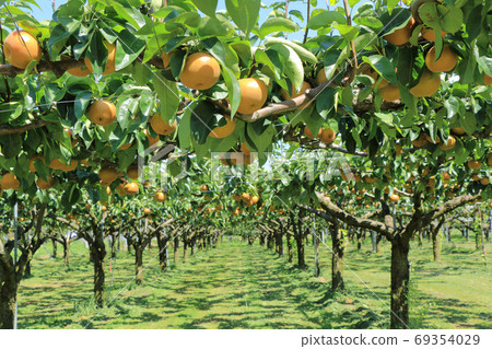 梨園穩步發展 梨園穩步發展 69354029