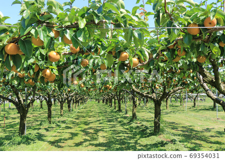 A pear field that has grown steadily 69354031