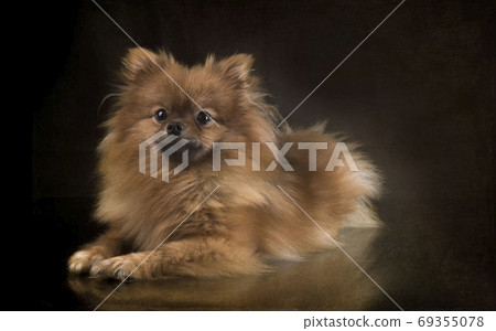 pomeranian in studio pomeranian in studio 69355078