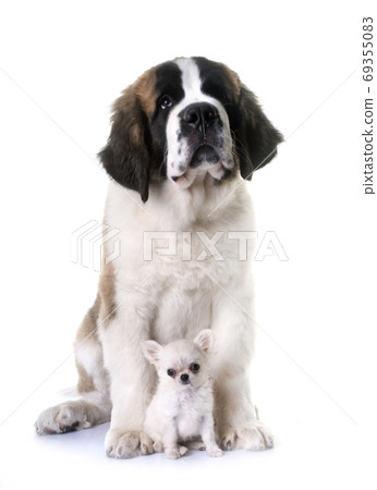 puppies chihuahua and saint bernard puppies chihuahua and saint bernard 69355083