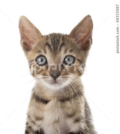 bengal kitten in studio 69355097