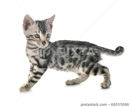 bengal kitten in studio 69355098