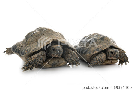 Greek tortoises in studio 69355100