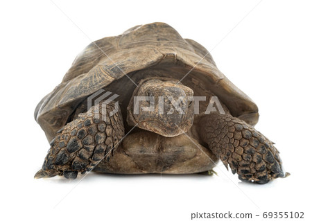 Greek tortoise in studio Greek tortoise in studio 69355102