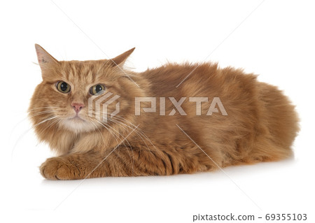 siberian cat in studio 69355103