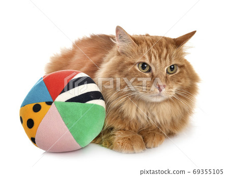 siberian cat in studio siberian cat in studio 69355105