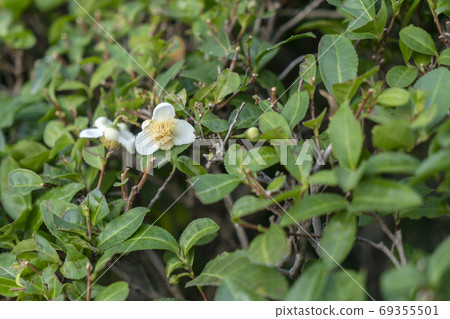 Tea flowers in Hiroshima Shukkeien Tea flowers in Hiroshima Shukkeien 69355501
