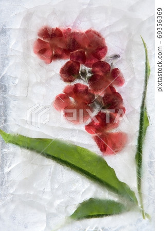 Frozen pink pelargonium flower Frozen pink pelargonium flower 69356369