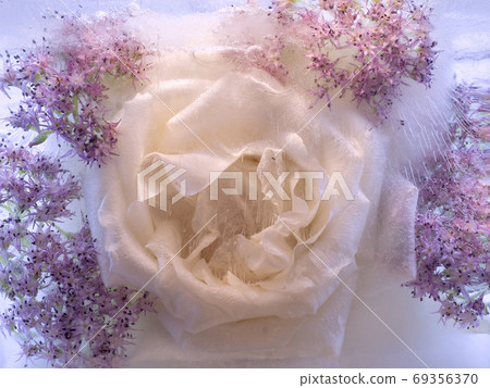 Background of rosa flower frozen in ice Background of rosa flower frozen in ice 69356370