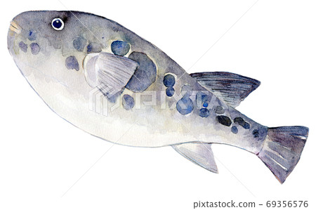 水彩插圖海鮮海鮮 69356576