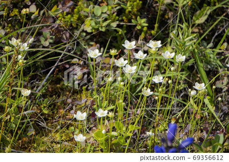 [Urabandai / Jododaira] White Urabandai blooming in the marsh / Bandai Asahi National Park (Kitashiobara Village, Fukushima Prefecture) 69356612