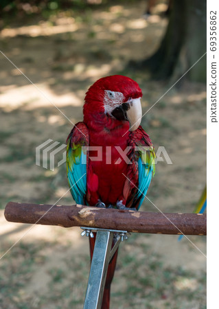 Scarlet macaw perching on a perch Scarlet macaw perching on a perch 69356862