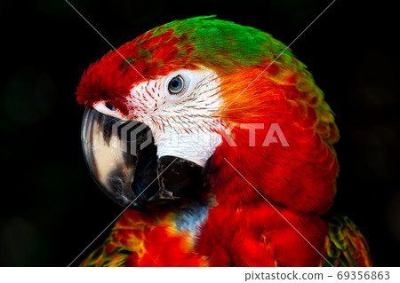 Scarlet macaw black background Scarlet macaw black background 69356863