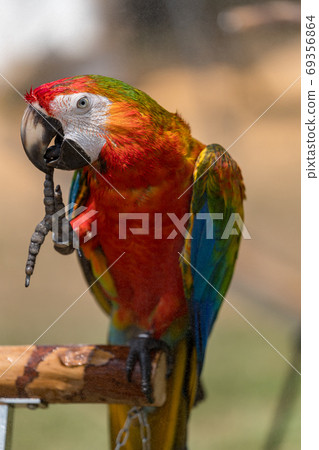 Scarlet macaw perching on a perch 69356864