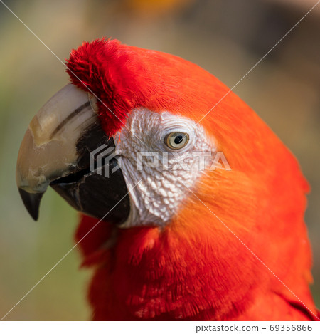 Scarlet macaw close-up Scarlet macaw close-up 69356866