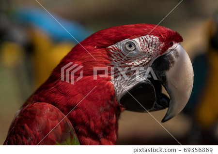 Scarlet macaw close-up 69356869