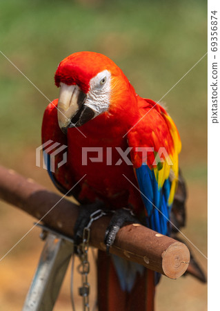 Scarlet macaw perching on a perch 69356874