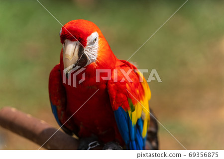 Scarlet macaw perching on a perch 69356875