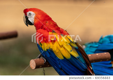 Scarlet macaw perching on a perch 69356883