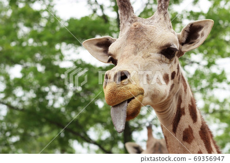 Giraffe in the zoo Giraffe in the zoo 69356947