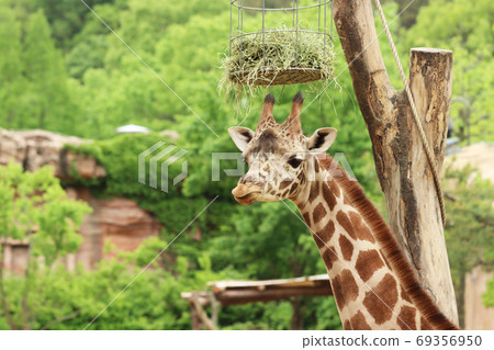 Giraffe in the zoo Giraffe in the zoo 69356950