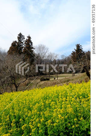 Rape field, thickets and lawn open space [Tsukui, Sagamihara City, February] 69357136