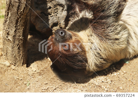 Sloth in the zoo 69357224