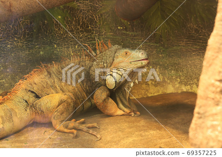 Big iguana in the zoo 69357225