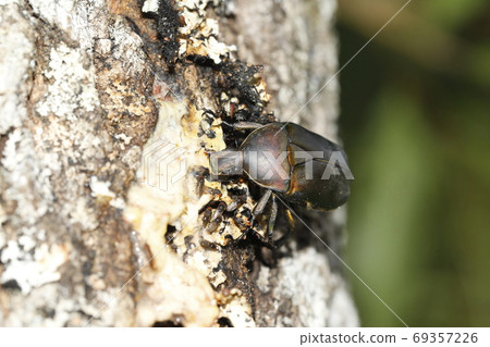 Canabun sucking sap of Kunugi 69357226