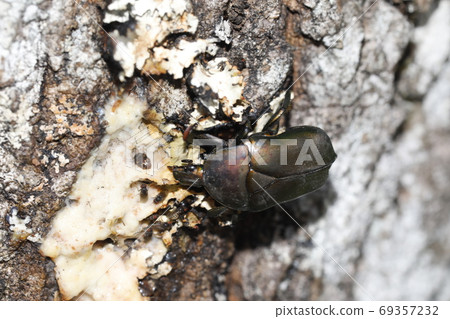 Canabun sucking sap of Kunugi Canabun sucking sap of Kunugi 69357232