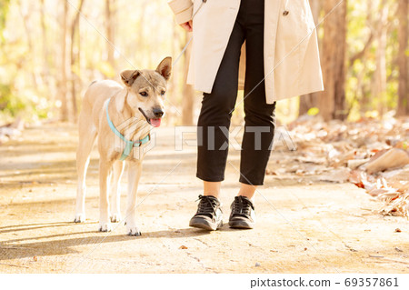 A dog walking in the autumn nature 69357861