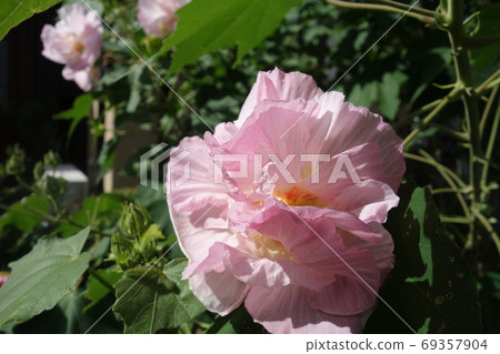 夏季盛開的醉芙蓉花 夏季盛開的醉芙蓉花 69357904