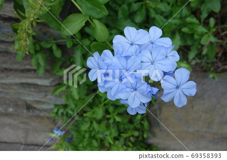 Blue Ruri Matryu flower 69358393
