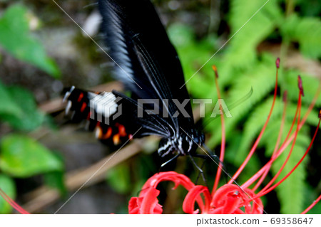 Butterflies / cluster amaryllis (Manju Saka) 69358647