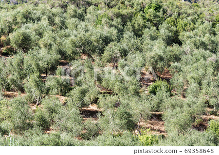 Terraced fields with olive trees - Tellaro Liguria Italy Terraced fields with olive trees - Tellaro Liguria Italy 69358648