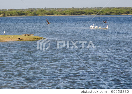 crocodile is hunting on pelican (Pelecanus), Herons and oth crocodile is hunting on pelican (Pelecanus), Herons and oth 69358880