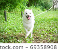 柴犬白色野餐草藍天坐 69358908