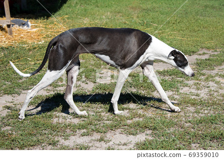 Hortaya Greyhound dog walking the ranch yard. Russian greyhound, breed of hunting dogs for unarmed hunting Hortaya Greyhound dog walking the ranch yard. Russian greyhound, breed of hunting dogs for unarmed hunting 69359010