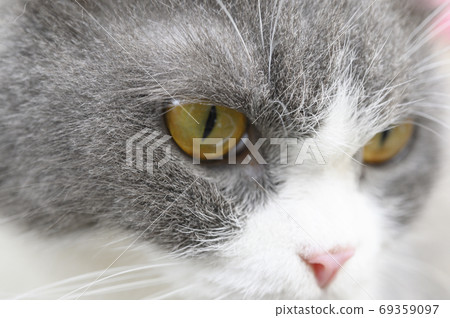 Gray white cat face in abstract animal 69359097
