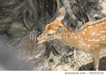 Deer on abstract background Deer on abstract background 69359120