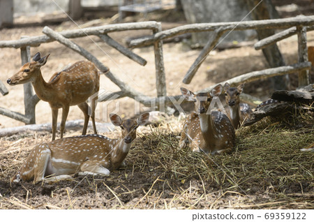 Deer on abstract background 69359122